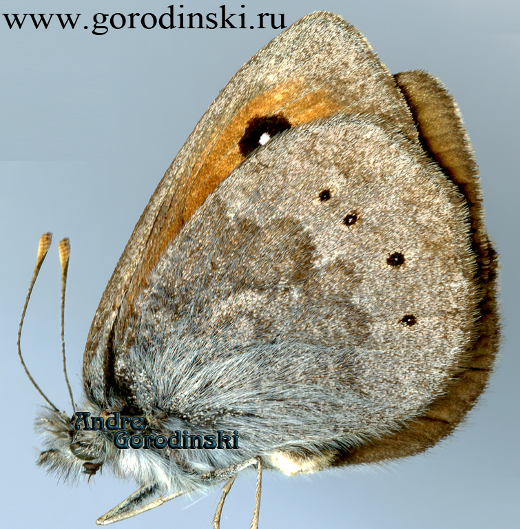 http://www.gorodinski.ru/satyridae/Erebia callias altajana.jpg